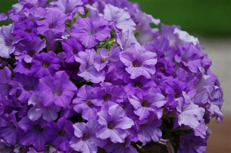 Сурфиния Hevently Blue: купить рассаду и черенки в Минске, Беларуси