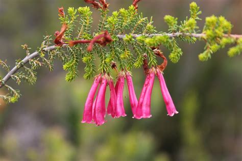 Coppice Discolorous Heath From Eden Western Cape South Africa On