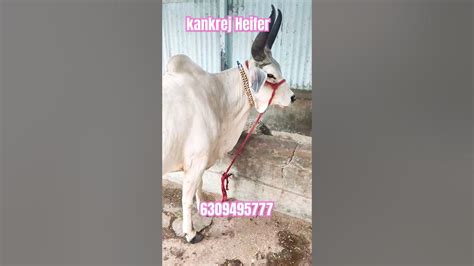 Purekankrejheifer1st Lactation For Sale In Hyderabad 8month