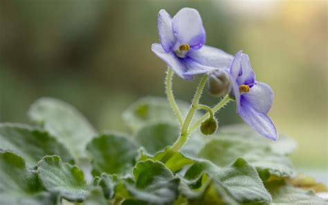 Cu Les Son Los Cuidados De La Violeta Africana