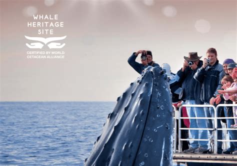 The Worlds First Whale Heritage Site Visit Fraser Coast