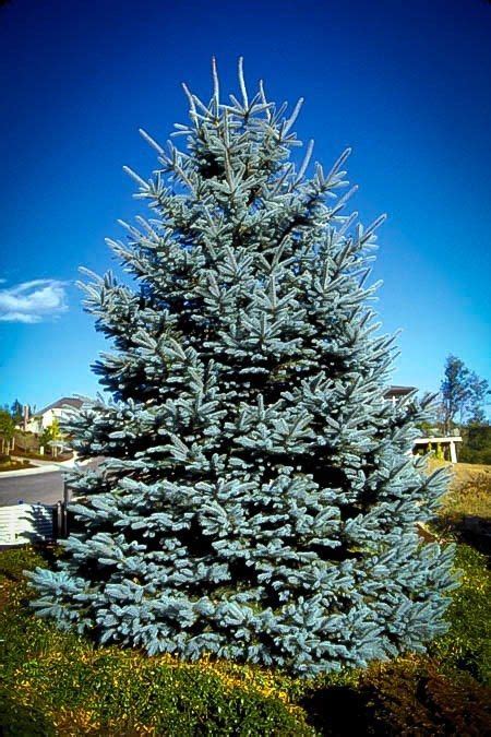 Pin On Evergreen Trees