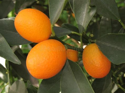 Kumquat drzewo zdjęcie stock Obraz złożonej z krzak kumkwat 3218454