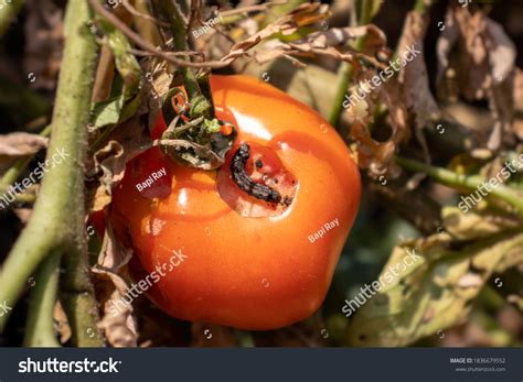 2,122 Worm Tomato Images, Stock Photos & Vectors | Shutterstock