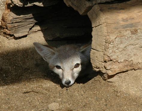 San Joaquin Kit Fox Los Padres Forestwatch