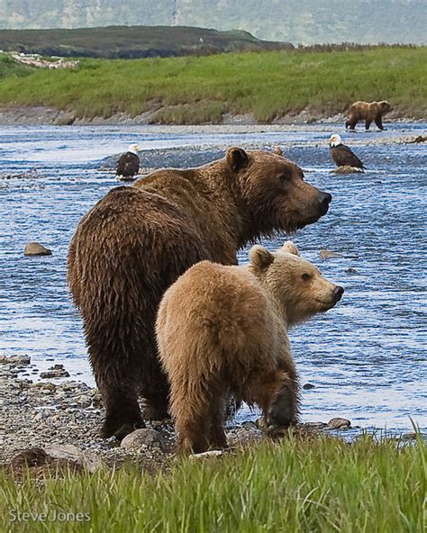 Coastal Brown Bears by mercorex on deviantART