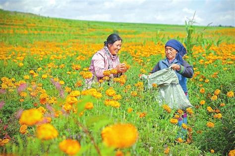 川报聚焦 凉山建州70年丨凉山：全面推进乡村振兴行稳致远 四川在线