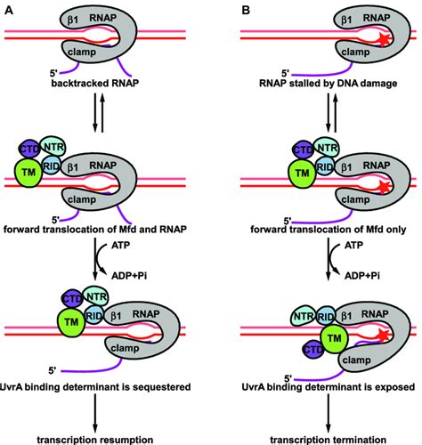 Proposed Model Of Mfd Dependent Rescue And Mfd Dependent Transcription