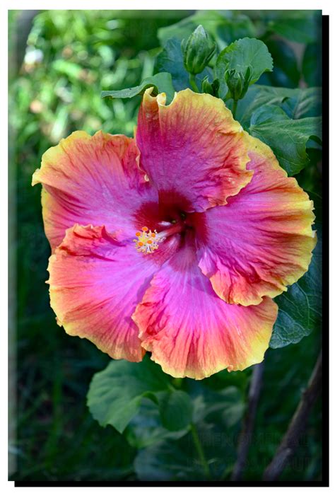 Hawaiian Hibiscus on Metal – Phenomenal Photos Maui