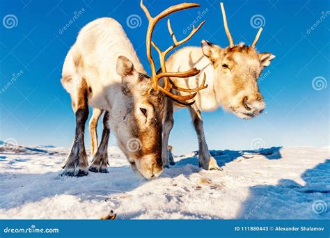 Reindeer in Northern Norway Stock Image - Image of wildlife, white ...