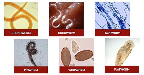 Types Of Parasitic Worms In Humans