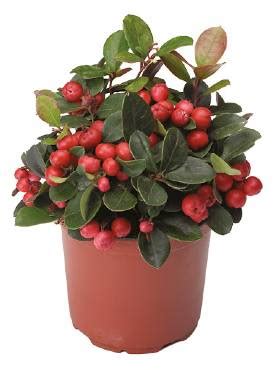 Gaultheria procumbens Big Berry Winter Pearls Passiflori Доставка