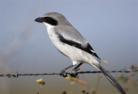 Eastern Loggerhead Shrike | Wildlife Preservation Canada