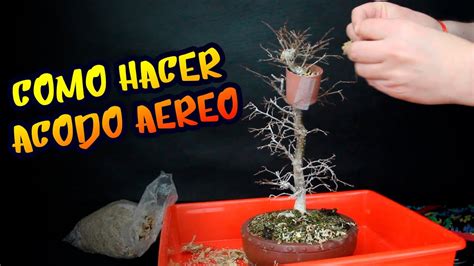 COMO HACER ACODO AEREO ZELKOVA SERRATA YouTube