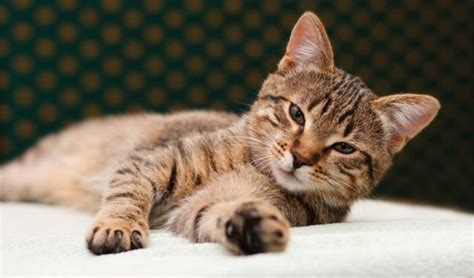 Seizures in Cats | PetCoach