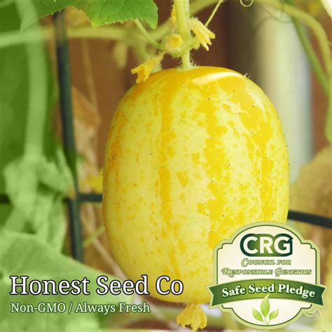 50+ Lemon Cucumber Seeds - Honest Seed Co.