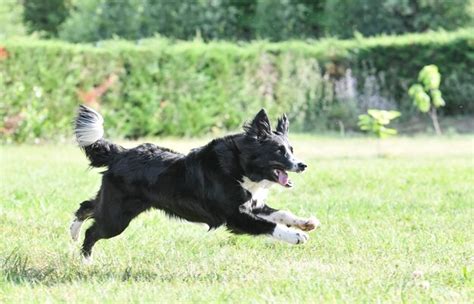 Premium Photo | Obedience training with a border collie