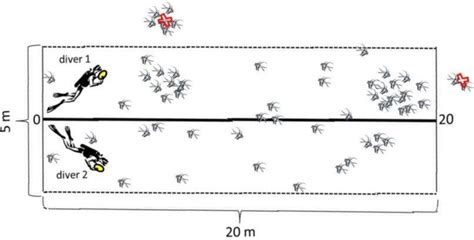 Belt transect used for surveying P. kauderni populations and