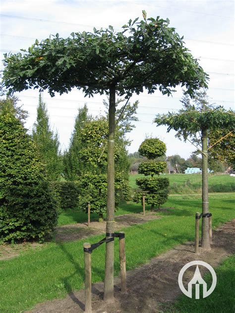 Quercus Palustris Sumpfeiche Dachform Boomkwekerijen M Van Den