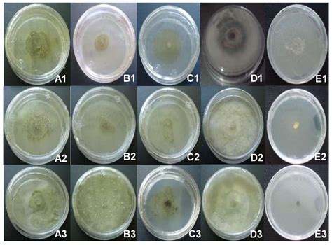 Plants Free Full Text In Vitro Antifungal Activity Of Plant