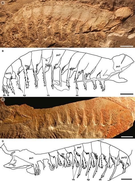 Anomalocaris Fossil