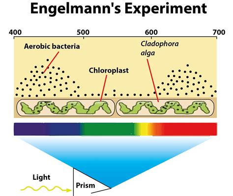 Engelmann Experiment