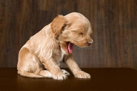 Pourquoi mon chiot est il si fatigué tout le temps Chienino