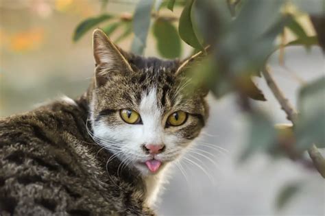 Katzen Vom Garten Fernhalten 10 Tierfreundliche Tipps