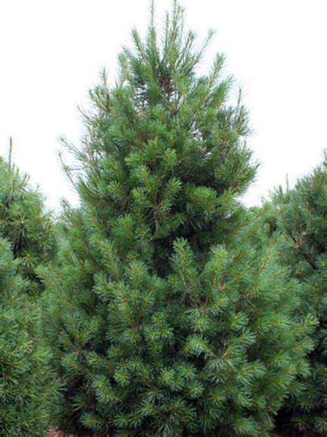 Eastern White Pine Pinus Strobus Kaspar Nursery