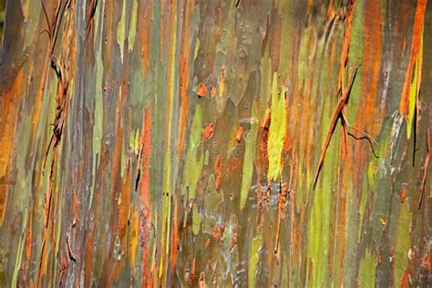 Brightly Coloured Lines On The Bark And Trunk Of A Tree Stock Image