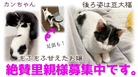 Nd467【子猫】豆大福みたいなもふもふ甘えたお嬢、カンちゃん。絶賛里親様募集中です！【保護猫】 Youtube