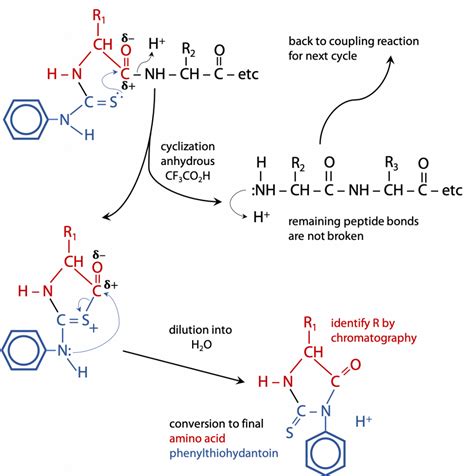 Determining The Amino Acid Sequence Of A Protein Bioc2580 Introduction To Biochemistry