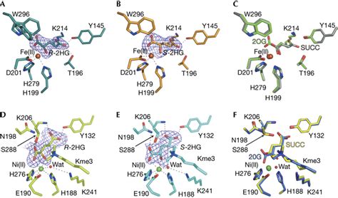 The Oncometabolite Hydroxyglutarate Inhibits Histone Lysine