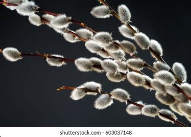 Hundred Pussy Willow Silhouette Royalty Free Images Stock Photos Pictures Shutterstock