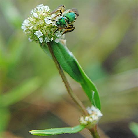 Green Bee On Alligator Weed Is Buzzing And Pollinating A Photo On