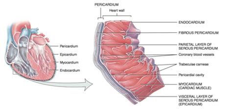 Ch Cardiovascular System Heart Flashcards Quizlet