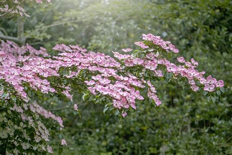 6 Flowering Trees to Add to Your Garden