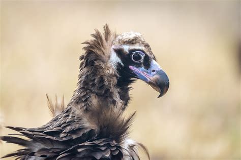 Le Vautour Moine En France Et Ailleurs Lanaturemoi