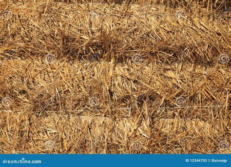 Hay Texture Stock Image Image Of Farm Crop Texture 12344703