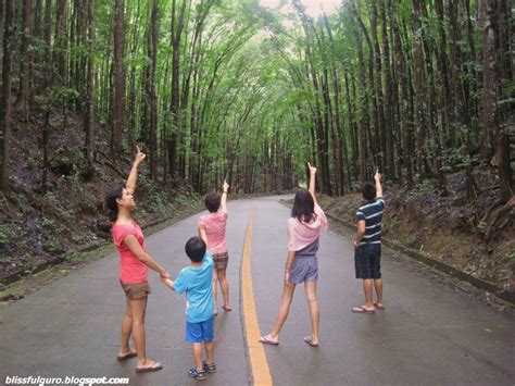 BOHOL: Man-Made Forest - blissfulguro