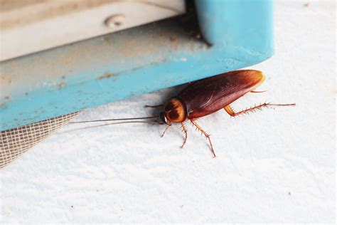 Palmetto Bug vs Cockroach: What’s the Difference? | Apartment Therapy