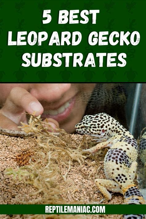 The Top Leopard Gecko Substrates