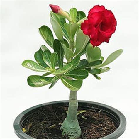 Online Desert Rose Plant Pot T Delivery In Singapore Fnp