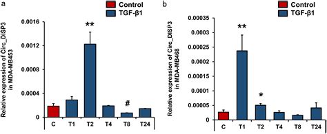 Transforming Growth Factor β1 Mediated Regulation Of Circ Disp3 And Atf3 In Human Triple