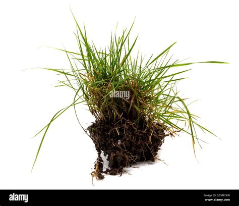 Tuft Of Grass Isolated On White Background Stock Photo Alamy