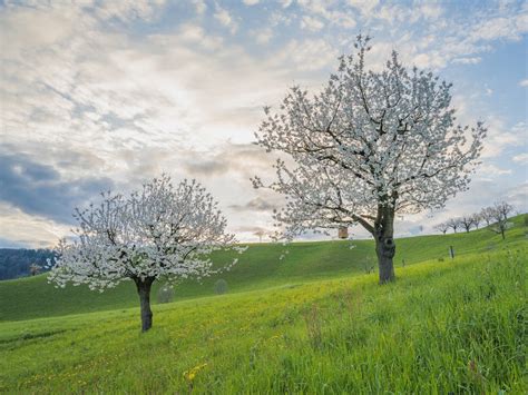 Trees wirh Cherry Blossoms on the Field · Free Stock Photo