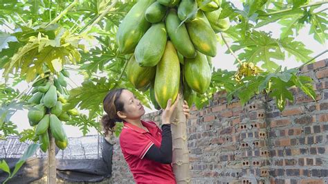 Harvesting Papaya Garden With Super Big Fruits Go To Market Sell