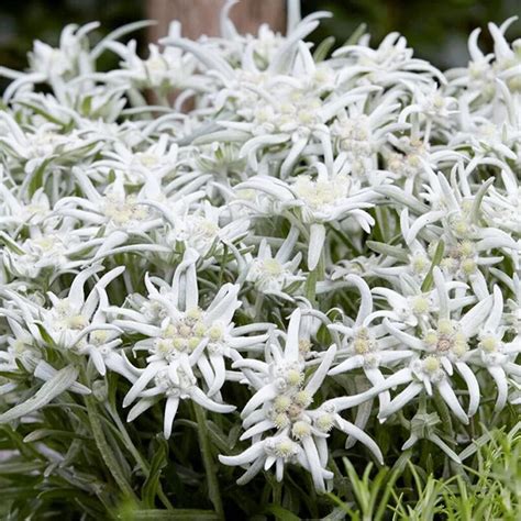 Qauzuy Garden Semillas De Edelweiss Leontopodium Alpinu Blanco Muy