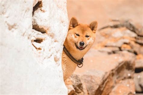 Shiba Inu SHIB Whales Accumulation Spikes By 42 In 24 Hours