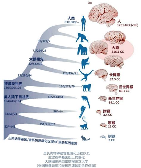 我们的大脑是如何进化出来的 知识分子的财新博客 财新网